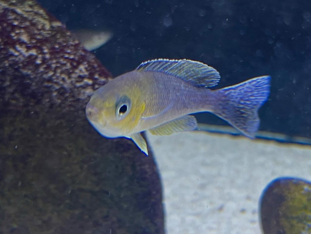 Cyprichromis sp 'leptosoma jumbo' Mahale 10