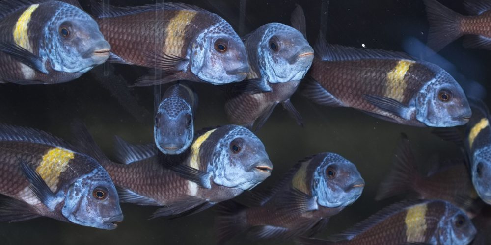 Fotoshooting Im Fischkeller von Jayant Cichlids