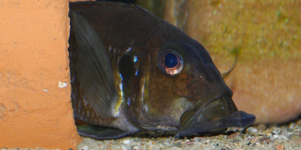 WF Gnathochromis permaxillaris Chituta Bay (Sambia) bei der Nahrungssuche