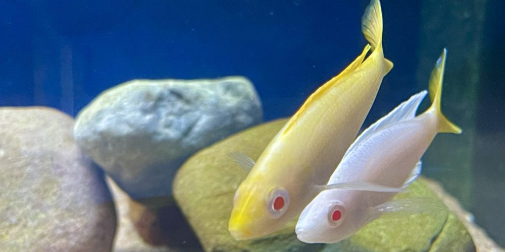 Cyprichromis leptosoma kitumba albino