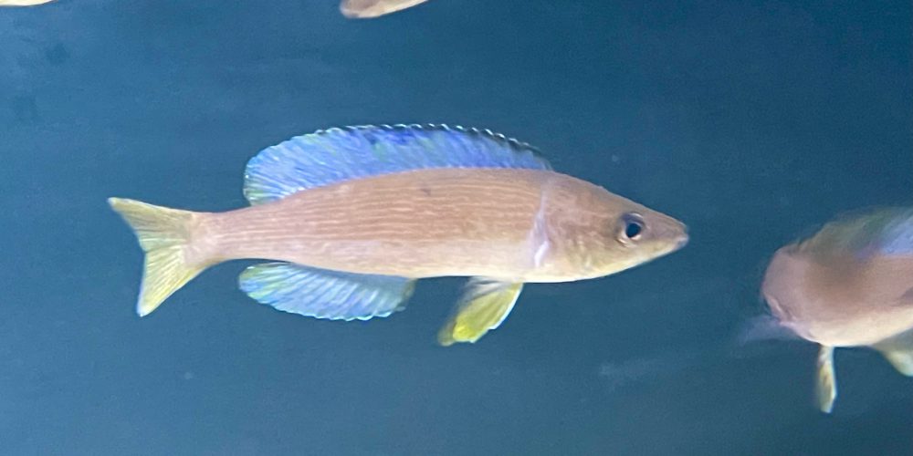 We continue with innovations from Africa. Microlepidotus lubugwe wf First import in Europe Jayant cichlids makes it possible