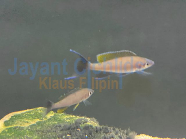Paracyprichromis brieni Congo