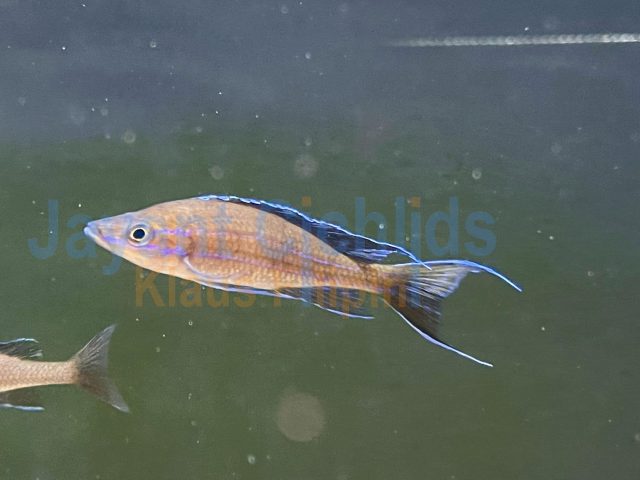 Paracyprichromis nigripinnis blue neon Mvuna
