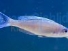 Cyprichromis leptosoma Blue Flash chituta
