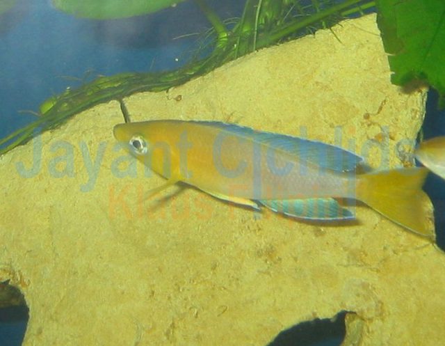 Cyprichromis leptosoma yellow head