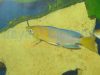 Cyprichromis leptosoma yellow head
