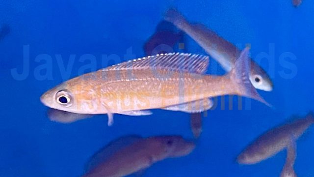 Cyprichromis microlepidotus Rumonge