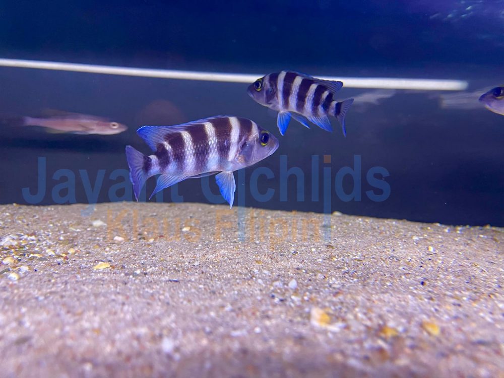 Neolamprologus Sexfasciatus Blue Sambia Jayant Cichlids