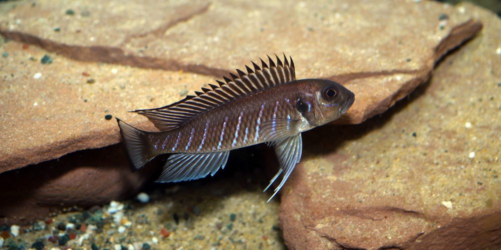Neu eingetroffen: Triglachromis otostigma