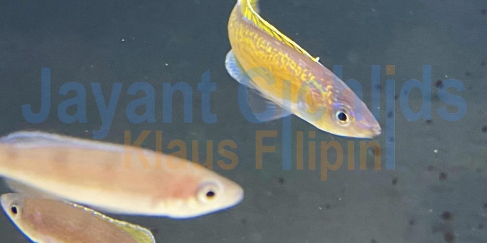 Cyprichromis Microlepidotus Bemba yellow