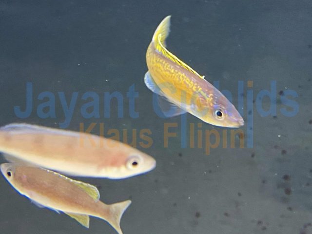 Cyprichromis Microlepidotus Bemba yellow