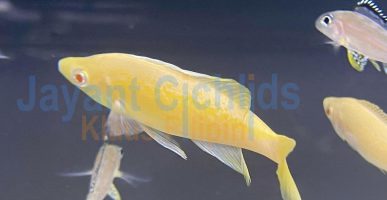 Cyprichromis Microlepidotus Kasai albino