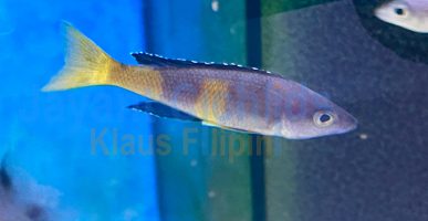 Cyprichromis leptosoma speckleback Moba