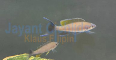Paracyprichromis brieni Congo