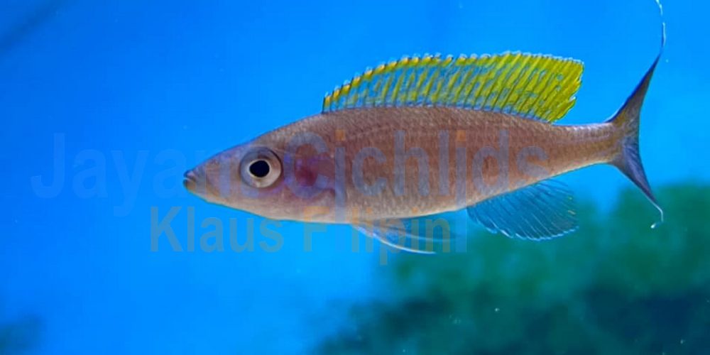 Paracyprichromis brieni Bilila
