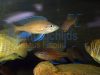 Paracyprichromis nigripinnis blue neon Chituta WF