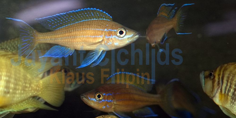 Paracyprichromis nigripinnis blue neon Chituta WF