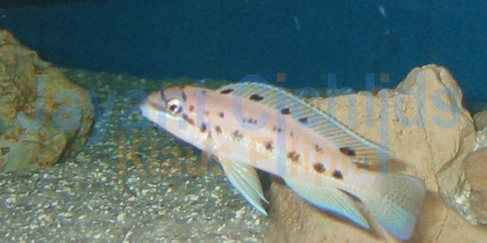 Chalinochromis sp. Ndobhoi