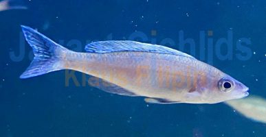 Cyprichromis leptosoma Blue Flash chituta