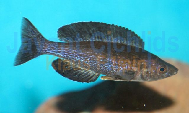 Cyprichromis microlepidotus Kainda