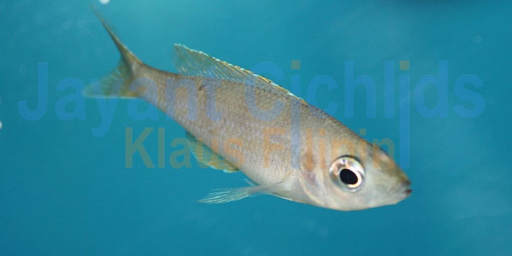 Cyprichromis microlepidotus Kibishi