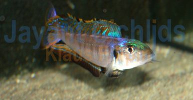Enantiopus melanogenys Kandalampa