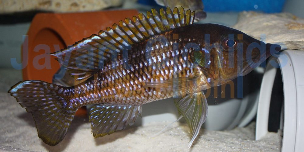 Gnathochromis permaxillares