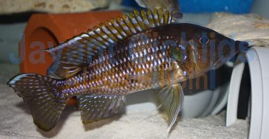 Gnathochromis permaxillares