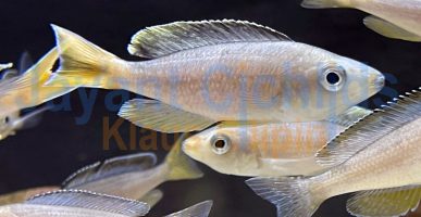 Cyprichromis leptosoma kabogo