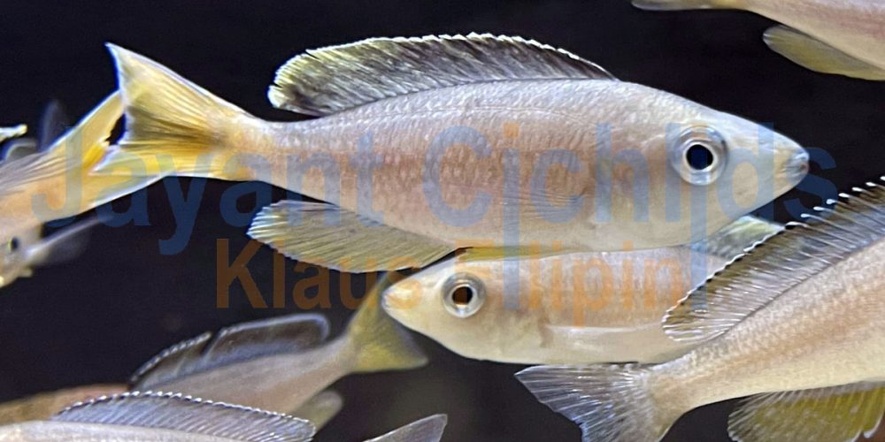 Cyprichromis leptosoma kabogo