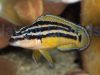 Julidochromis ornatus yellow Zaire