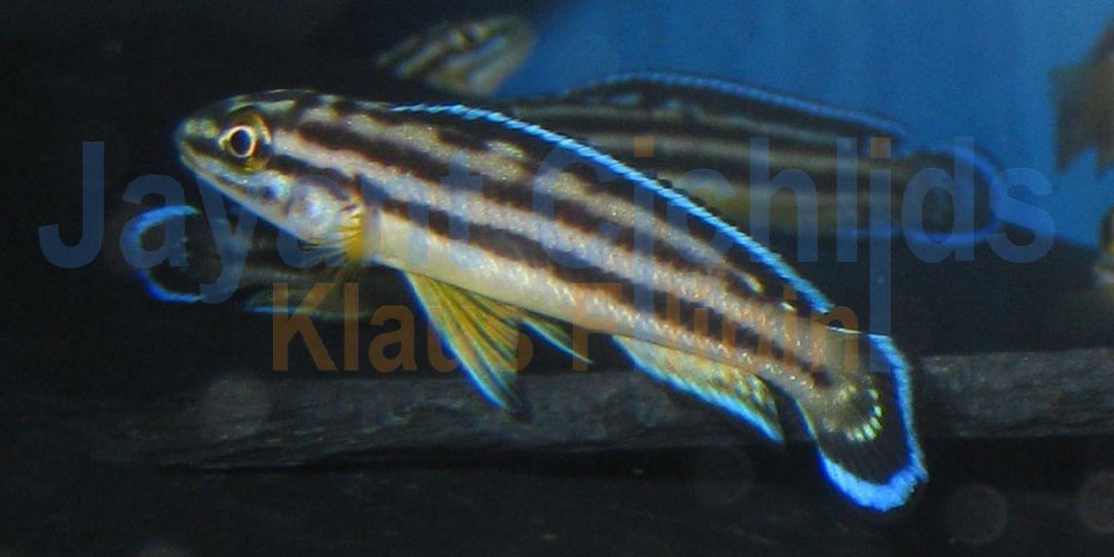 Julidochromis regani Kipilli