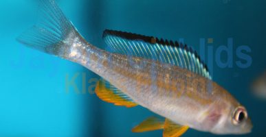 Paracyprichromis brieni Kisono