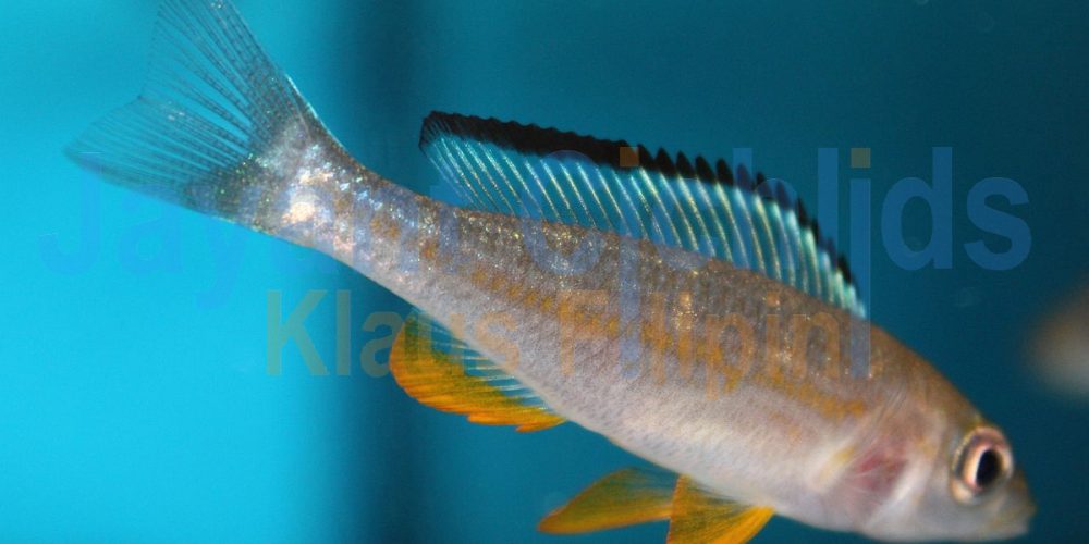Paracyprichromis brieni Kisono