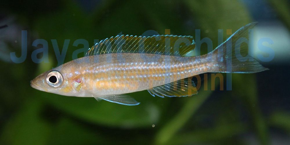 Paracyprichromis brieni Lusingu