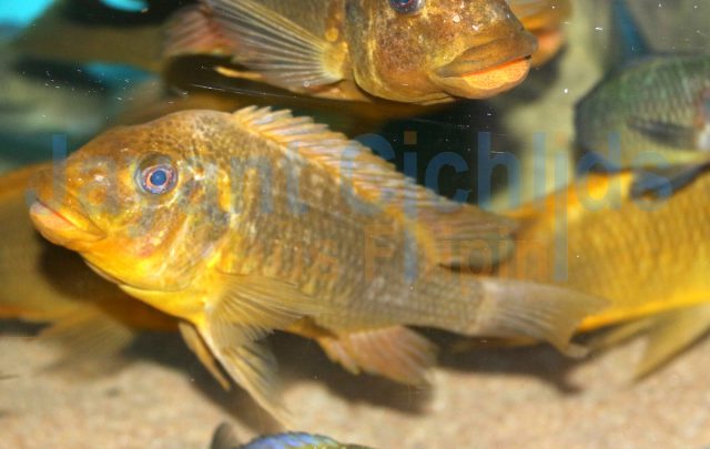 Petrochromis ephippium Moshi