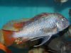 Petrochromis famula Ubwari