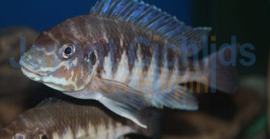Petrochromis orthognathus Ikola