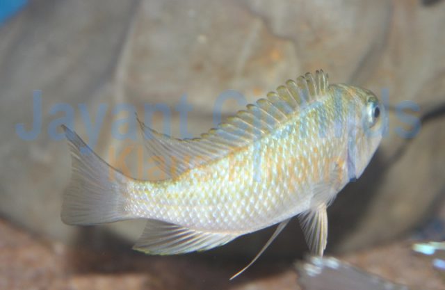 Petrochromis sp. Kasumbe Halembe