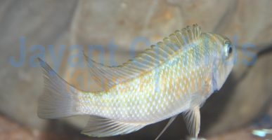 Petrochromis sp. Kasumbe Halembe