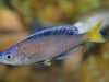 Cyprichromis leptosoma Mpulungu (blue neon)