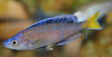 Cyprichromis leptosoma Mpulungu (blue neon)