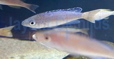 Cyprichromis leptosoma rainbow Cap Tembwe