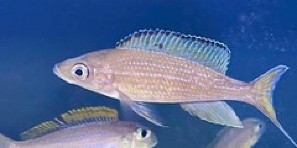 Paracyprichromis brieni Izinga