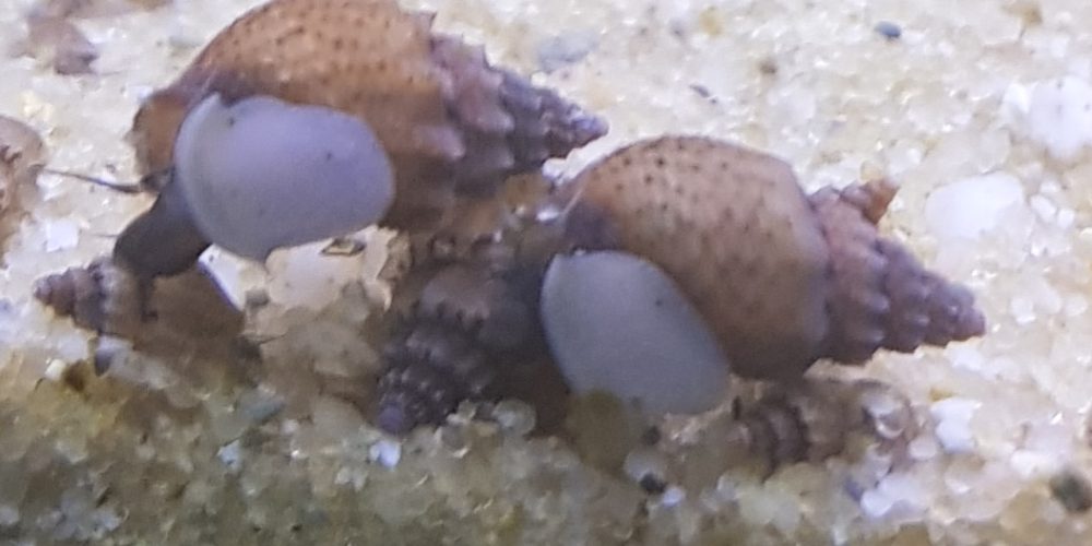 Tanganjika snails