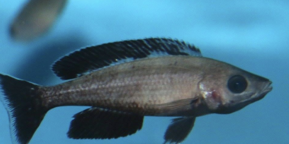 Cyprichromis leptosoma speckleback Black line