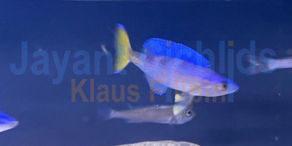 Cyprichromis leptosoma blue flash Mvuna
