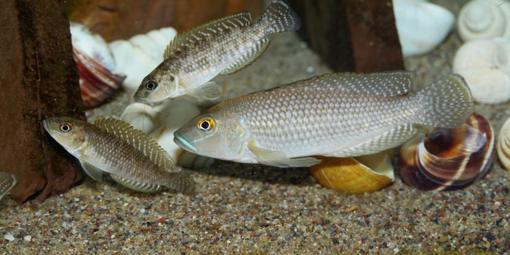 Lamprologus callipterus