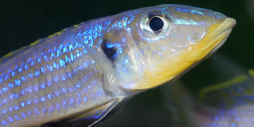 Zu Besuch im Fischkeller von Klaus Filipini