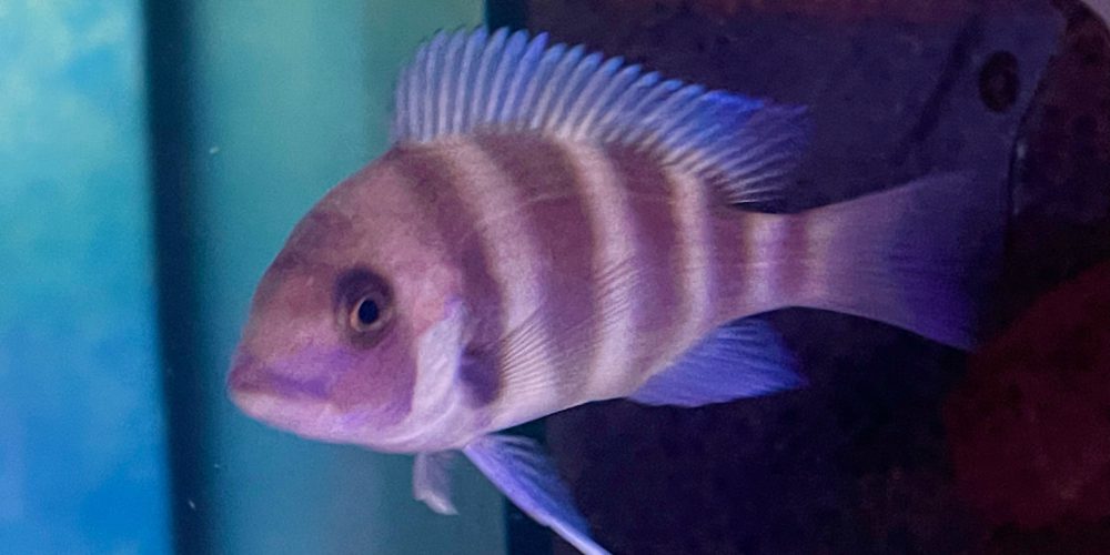 Cyphotilapia frontosa ikola  blue